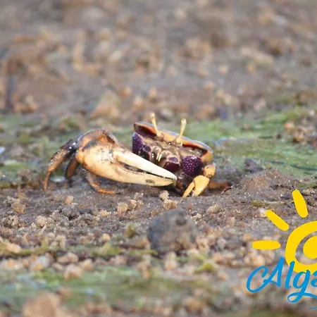 Апартаменты By Algartur - 5 Mins Downtown - Ac - Pool - Wi-fi - Smart Tv *