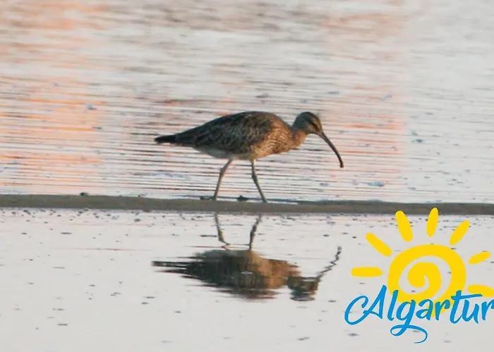 By Algartur - 5 Mins Downtown - Ac - Pool - Wi-fi - Smart Tv *